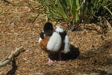 Visit to San Diego Zoo facilities