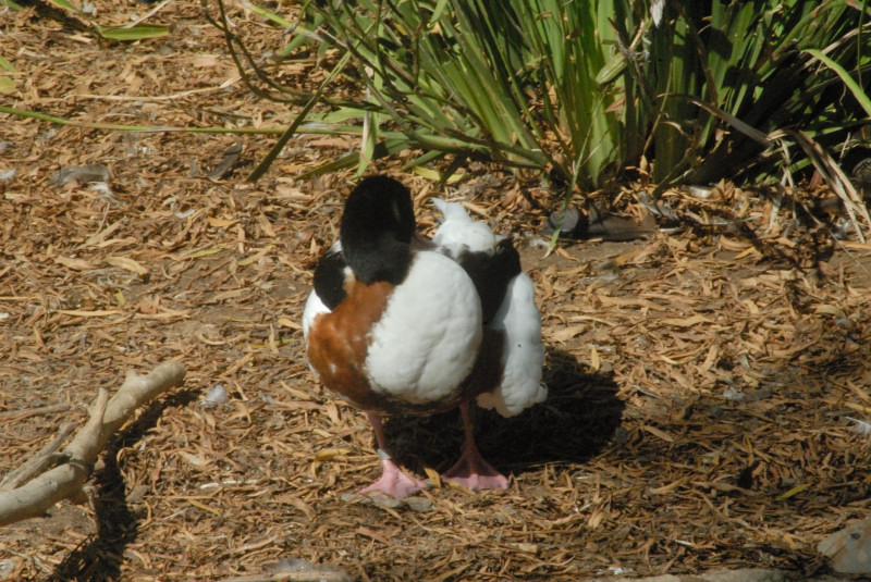 Visit to San Diego Zoo facilities