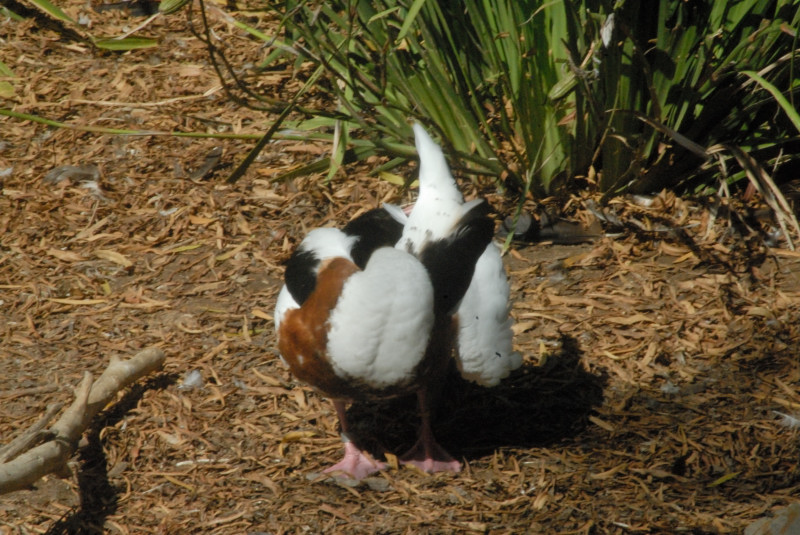 Visit to San Diego Zoo facilities