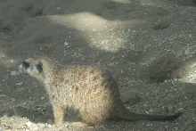 Visit to San Diego Zoo facilities