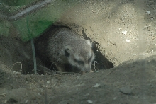 Visit to San Diego Zoo facilities