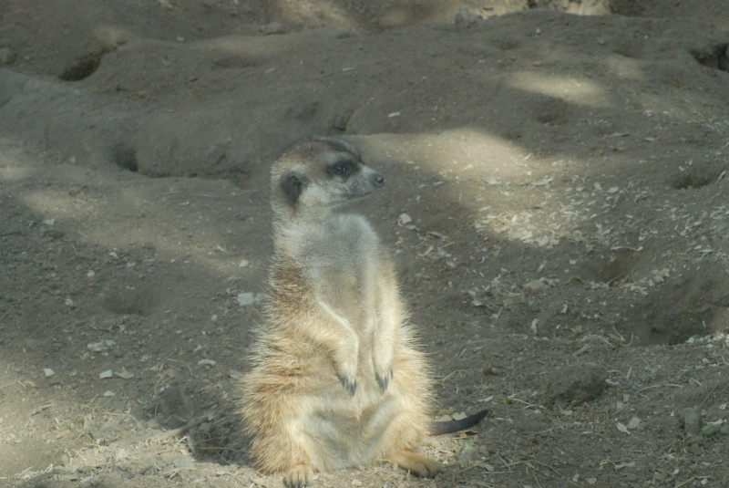 Visit to San Diego Zoo facilities