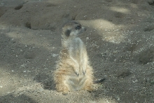 Visit to San Diego Zoo facilities
