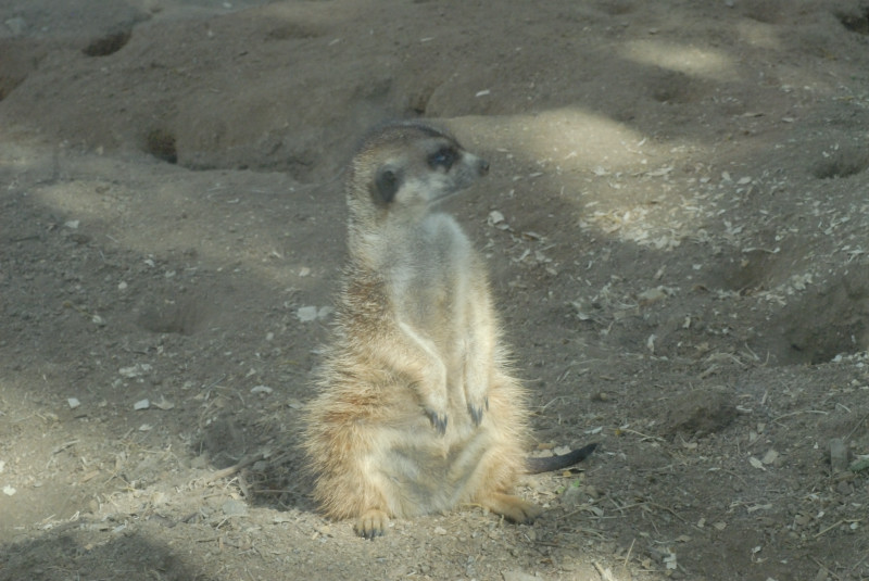 Visit to San Diego Zoo facilities