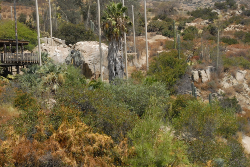 Visit to San Diego Zoo facilities
