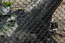 Visit to San Diego Zoo facilities