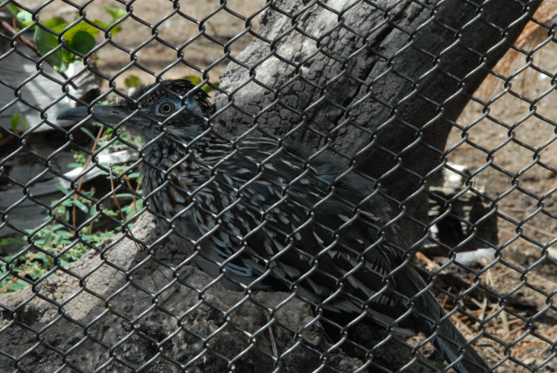 Visit to San Diego Zoo facilities