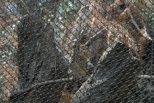 Visit to San Diego Zoo facilities