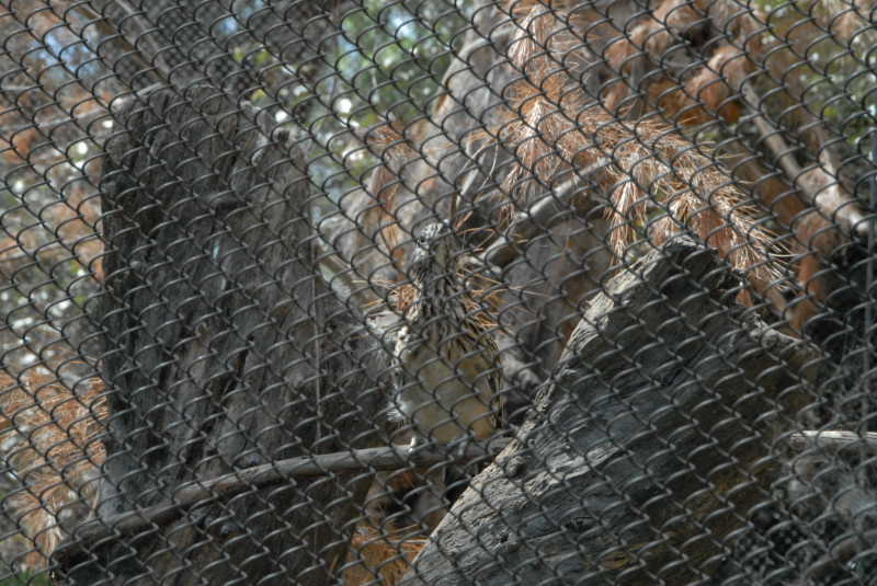 Visit to San Diego Zoo facilities