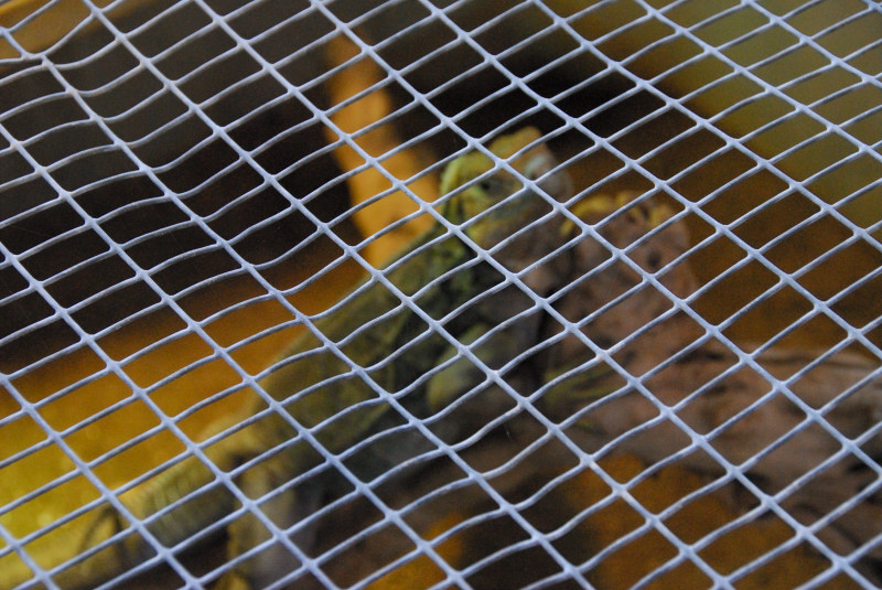 Visit to San Diego Zoo facilities