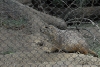 Visit to San Diego Zoo facilities