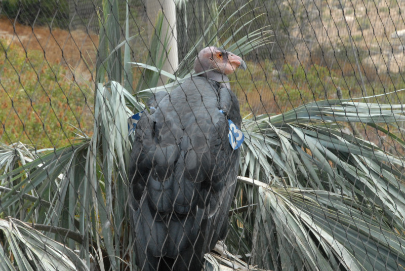 Visit to San Diego Zoo facilities