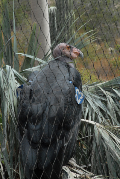 Visit to San Diego Zoo facilities