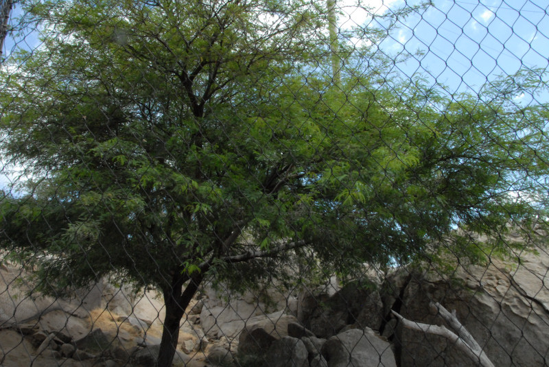 Visit to San Diego Zoo facilities