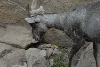 Visit to San Diego Zoo facilities