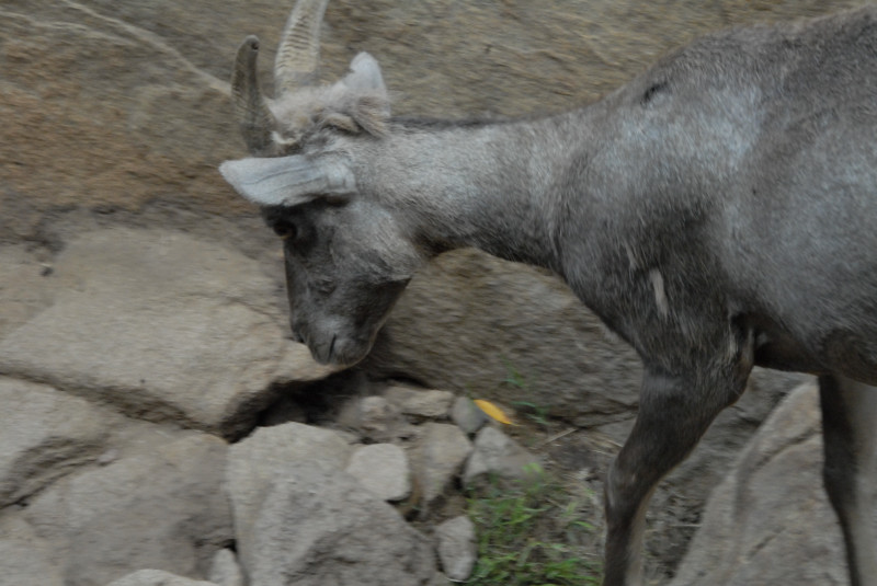 Visit to San Diego Zoo facilities