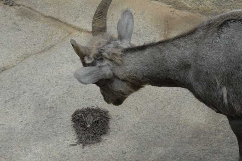 Visit to San Diego Zoo facilities