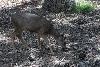 Visit to San Diego Zoo facilities