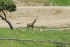 Visit to San Diego Zoo facilities