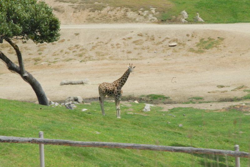 Visit to San Diego Zoo facilities