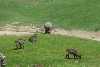 Visit to San Diego Zoo facilities
