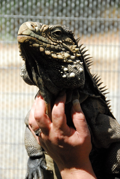 Visit to San Diego Zoo facilities