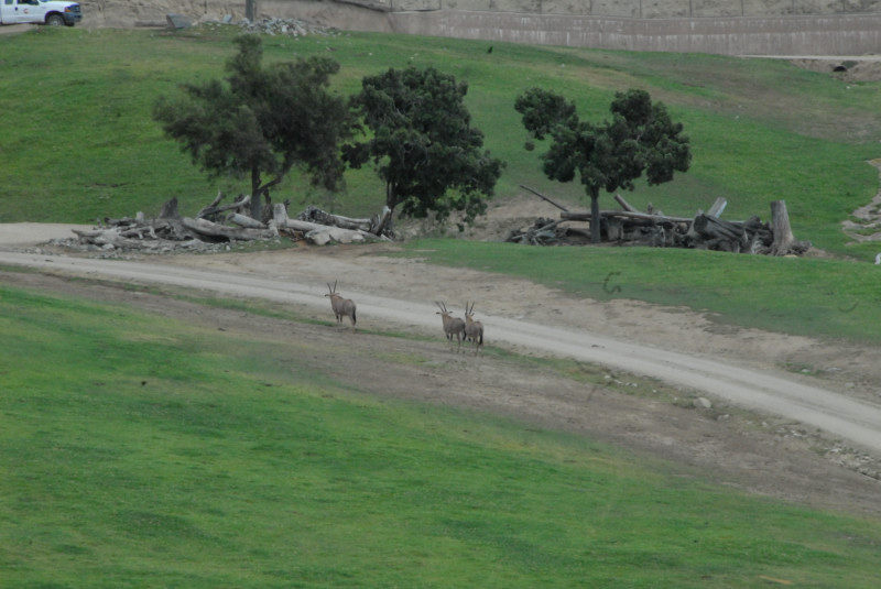 Visit to San Diego Zoo facilities