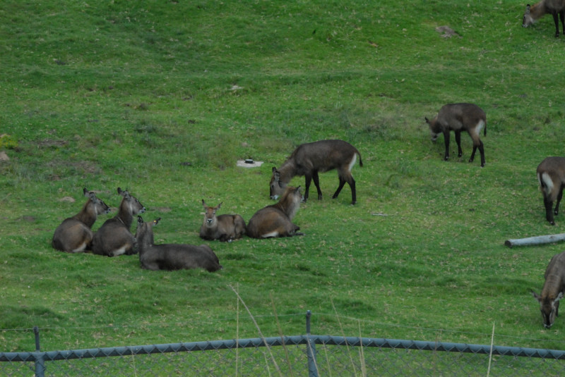 Visit to San Diego Zoo facilities