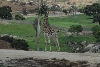 Visit to San Diego Zoo facilities