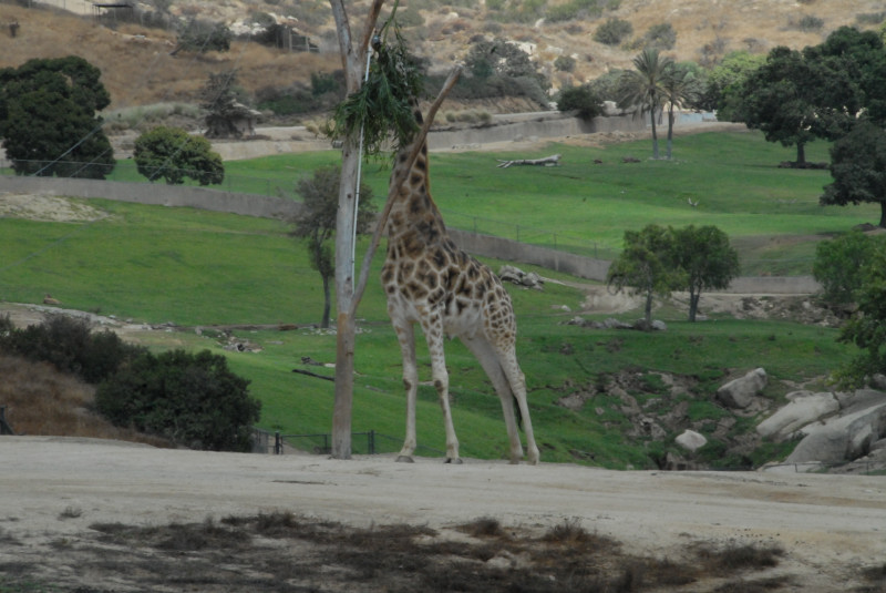 Visit to San Diego Zoo facilities