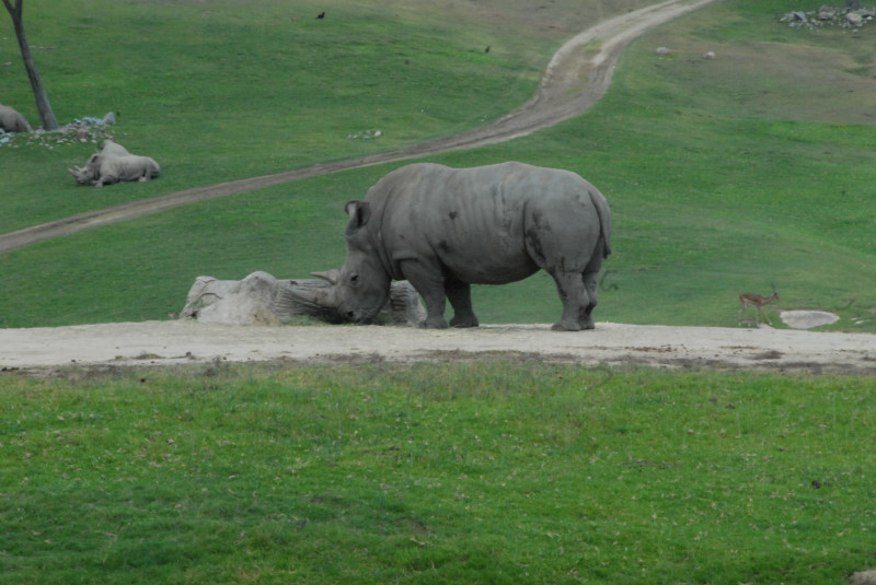Visit to San Diego Zoo facilities