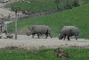 Visit to San Diego Zoo facilities