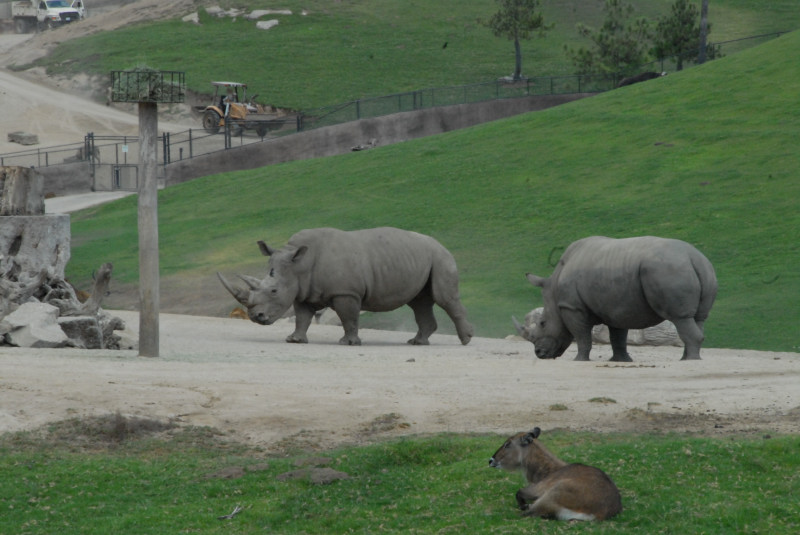 Visit to San Diego Zoo facilities
