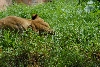Visit to San Diego Zoo facilities