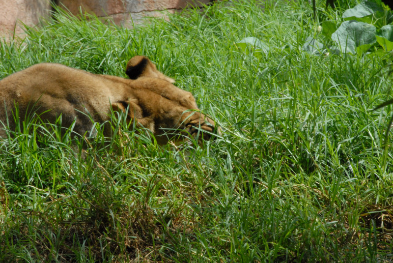 Visit to San Diego Zoo facilities