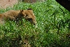 Visit to San Diego Zoo facilities