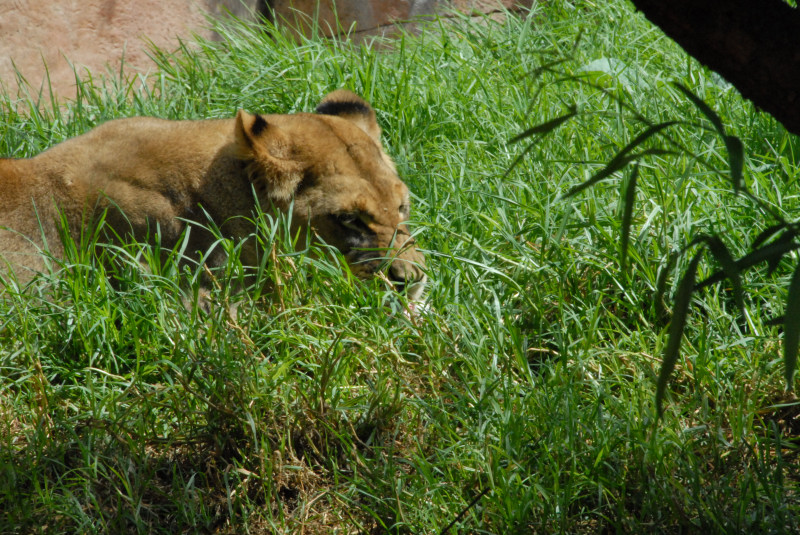 Visit to San Diego Zoo facilities