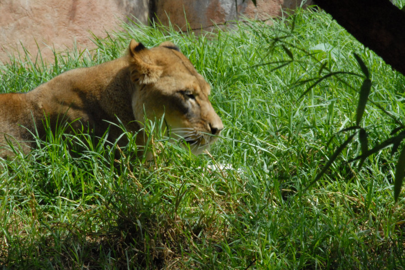 Visit to San Diego Zoo facilities