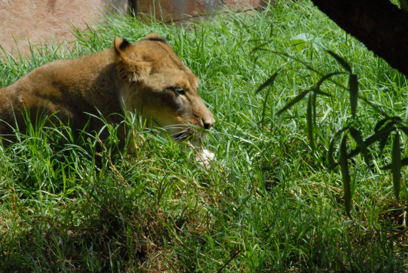 Visit to San Diego Zoo facilities