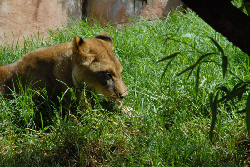 Visit to San Diego Zoo facilities