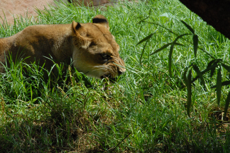 Visit to San Diego Zoo facilities