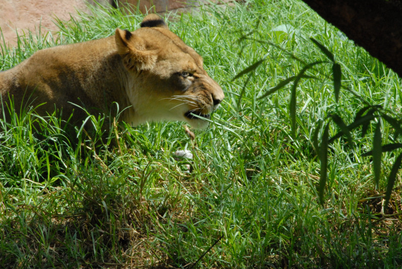 Visit to San Diego Zoo facilities