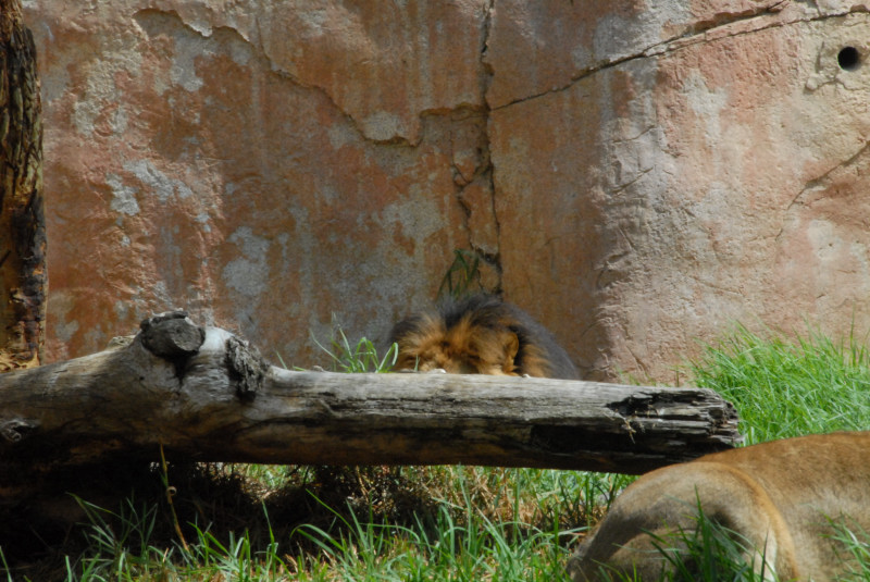 Visit to San Diego Zoo facilities