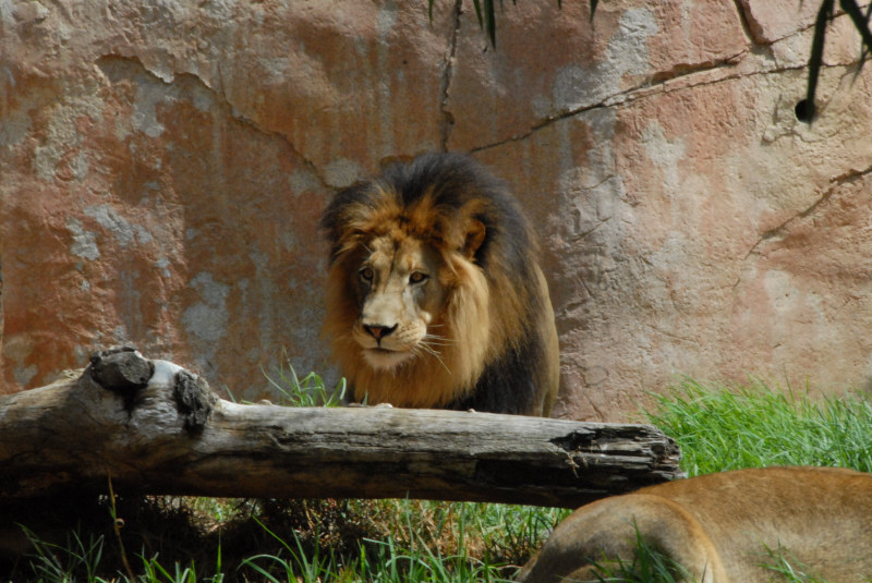 Visit to San Diego Zoo facilities