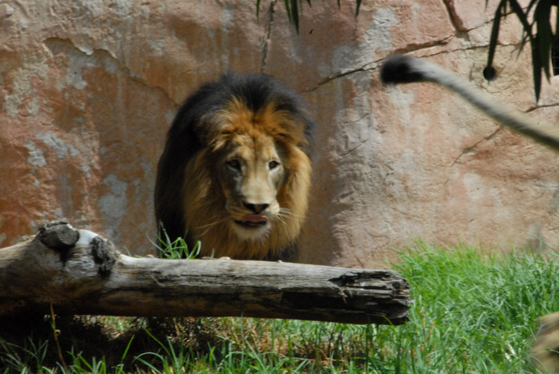 Visit to San Diego Zoo facilities