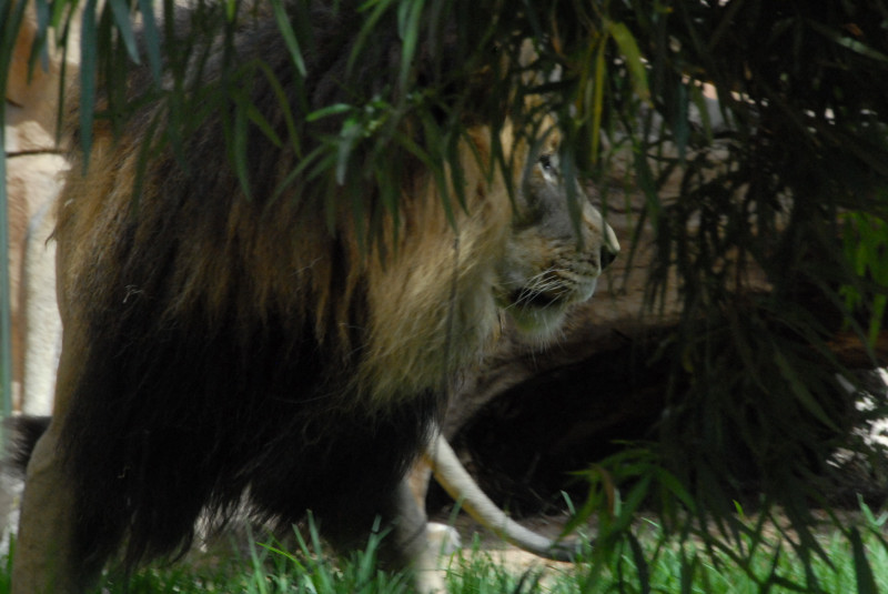 Visit to San Diego Zoo facilities