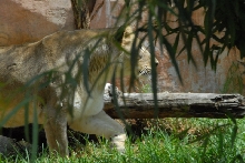 Visit to San Diego Zoo facilities