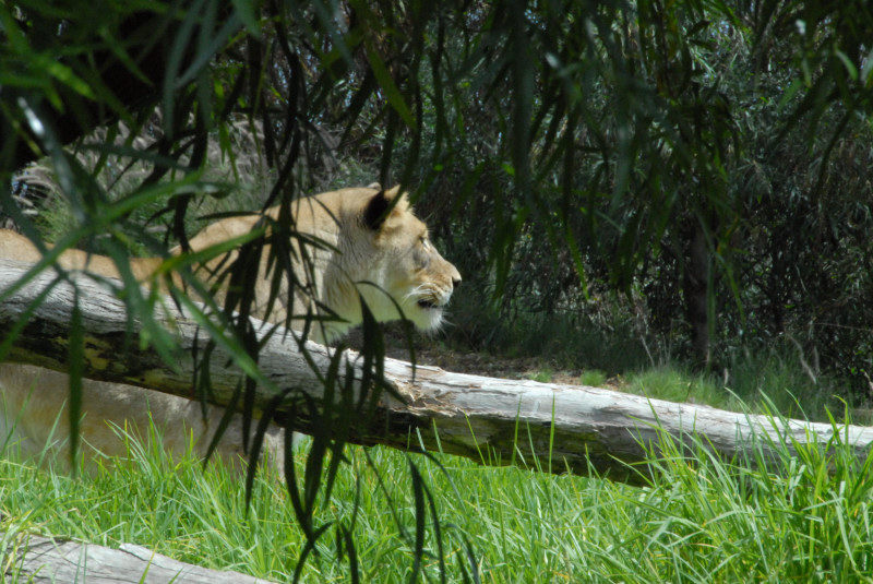 Visit to San Diego Zoo facilities