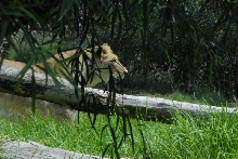 Visit to San Diego Zoo facilities