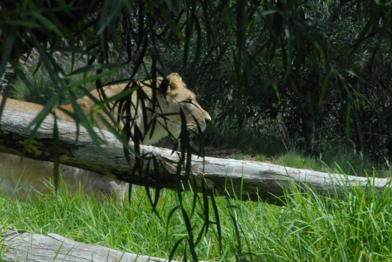 Visit to San Diego Zoo facilities